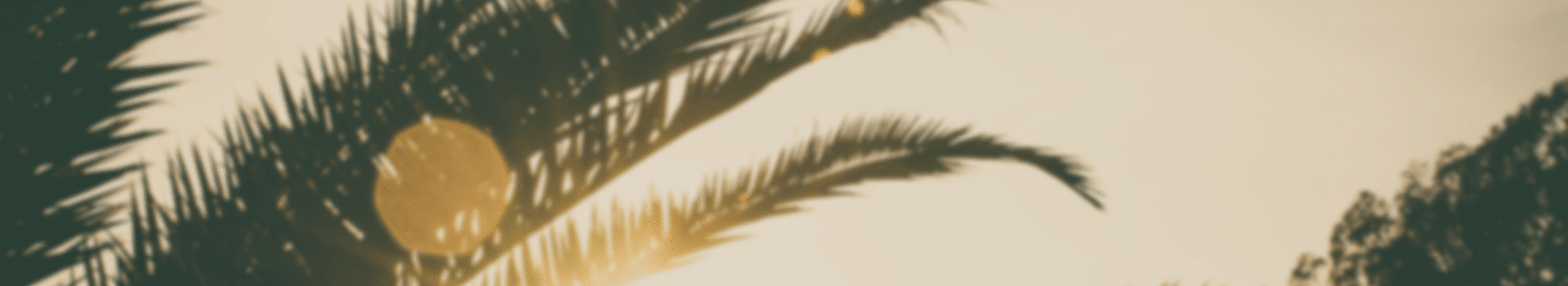 Palm trees with sunrise behind