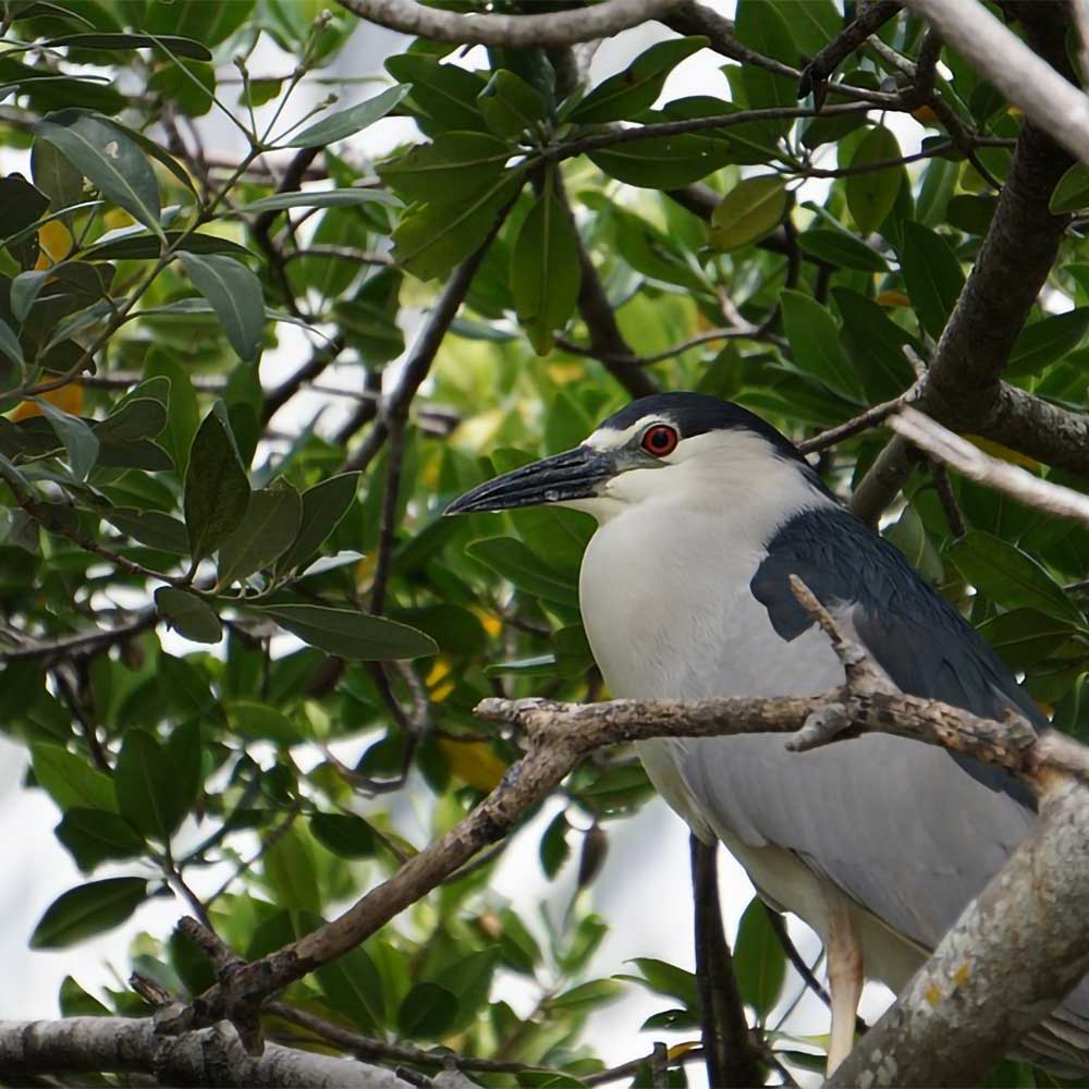 A bird perched on a tree branch surrounded by green leaves, enjoying a sunny day in nature.